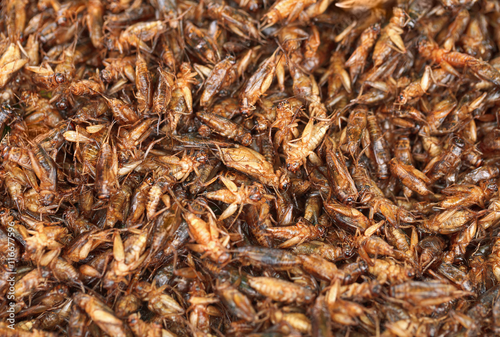 Fried crickets on the eastern market