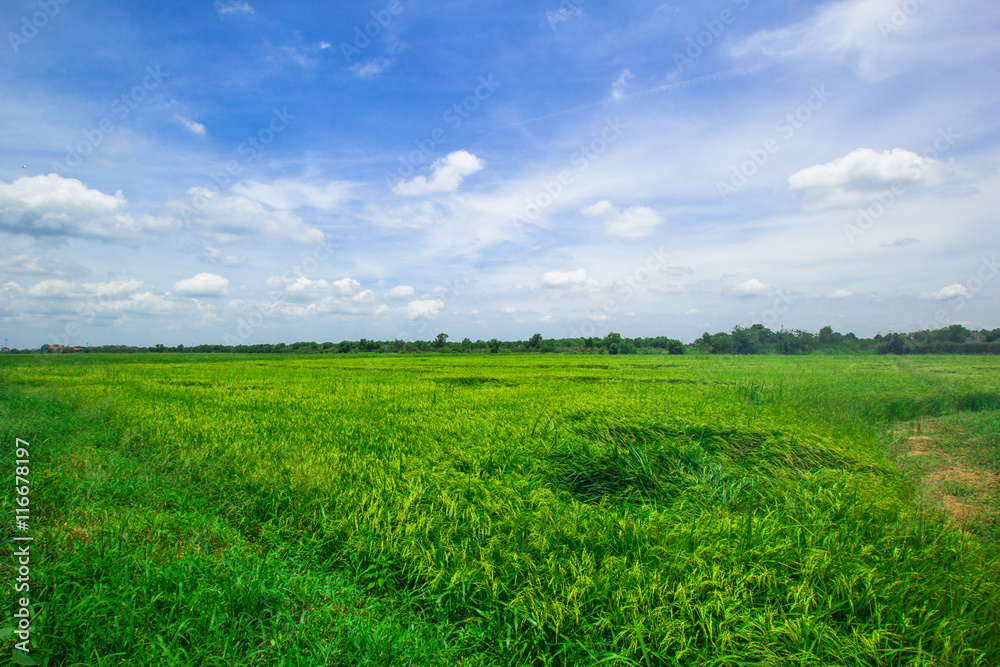 Obraz premium green field