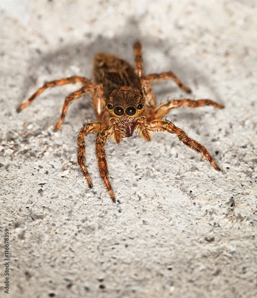 Close up of small brown spider Salticidae Close up of small brown spider Salticidae