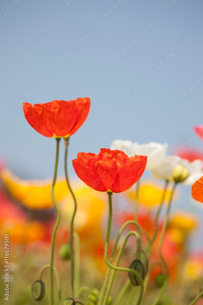 Obraz premium ポピー