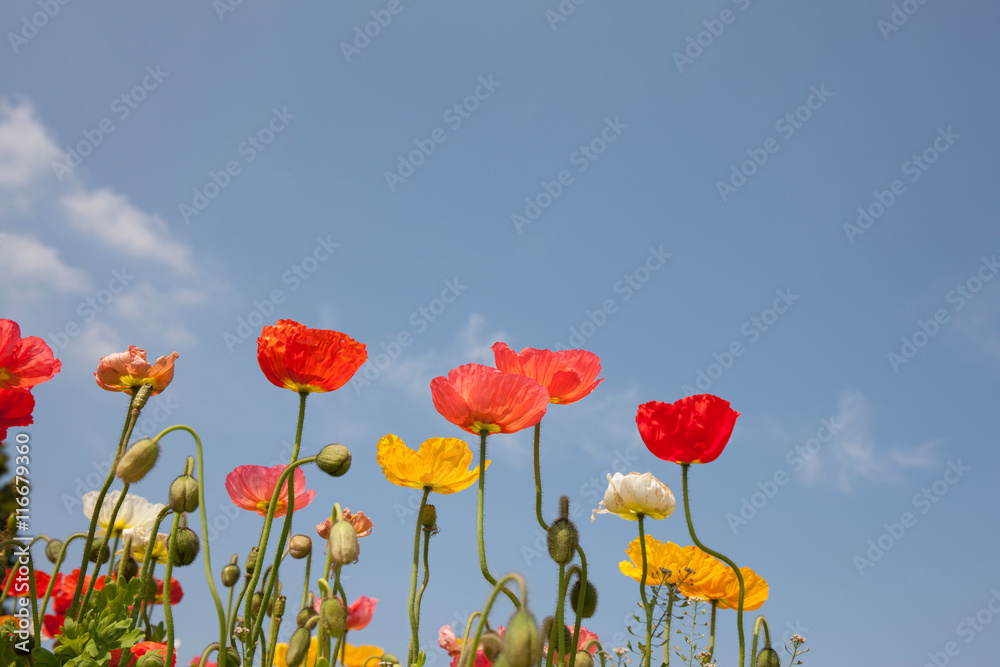 Fototapeta premium Maki