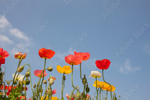 Fototapeta Naklejka Na Ścianę i Meble -  ポピー