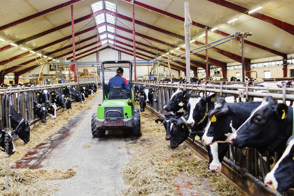 Farm worker on tractor with cows feeding at dairy farm Stock Photo