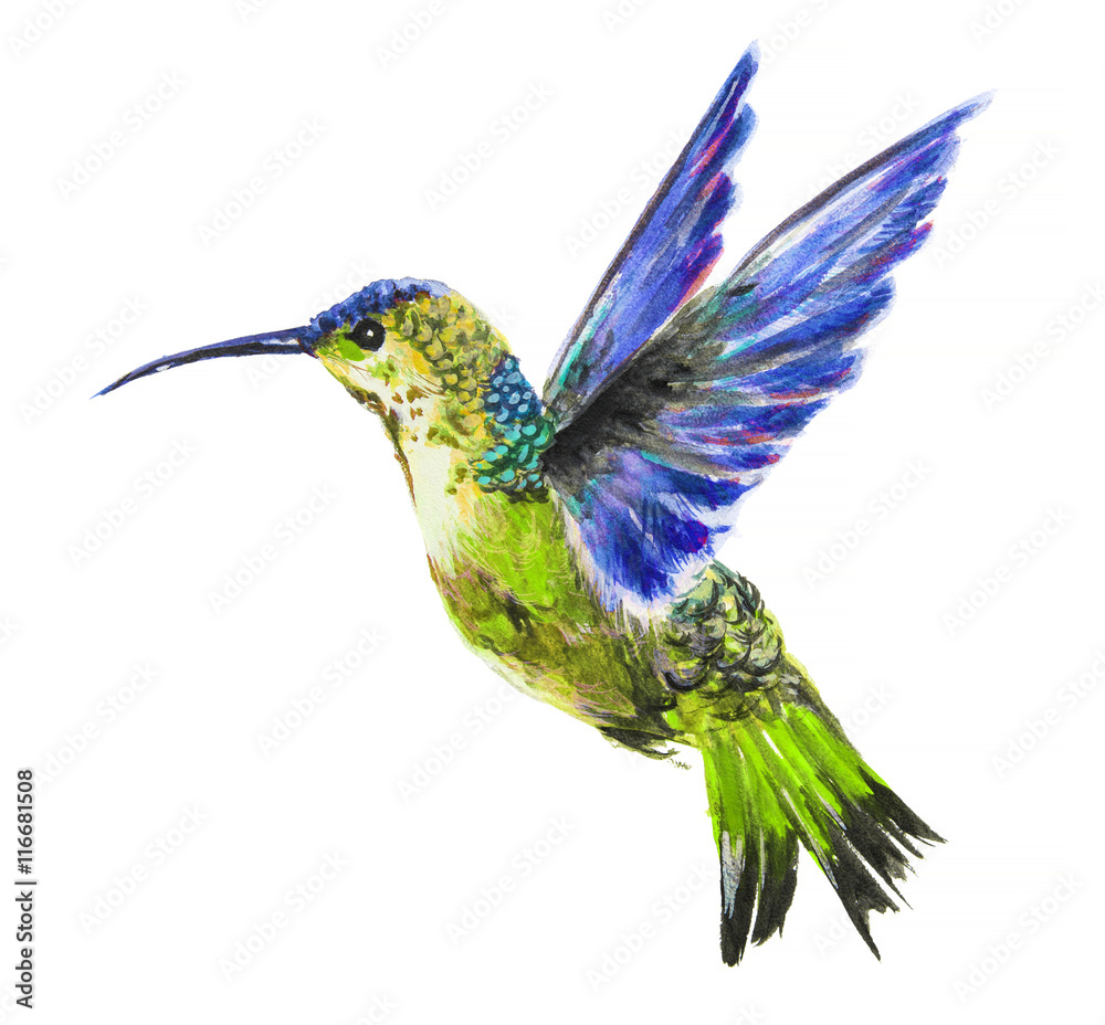 Obraz premium Isolated watercolor hummingbird on white background. Tropical bird from exotic fauna. Colorful wildlife.