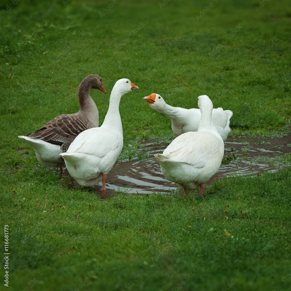 Domestic geese drinking water from puddle Domestic geese drinking water from puddle