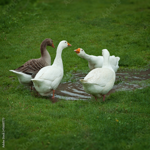 Domestic geese drinking water from puddle © pzAxe
