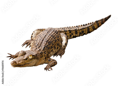 Cub crocodile isolated on white background