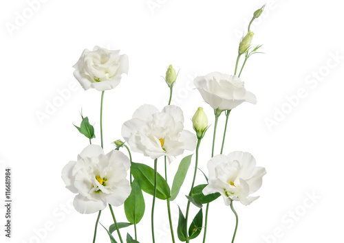 Beautiful white eustoma flowers isolated on white background