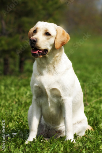 happy family dog the Labrador Retriever sits in the summer on th