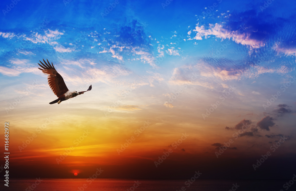 Fototapeta premium Ptak drapieżny - Brahminy latawiec latający na piękny zachód słońca backgrou