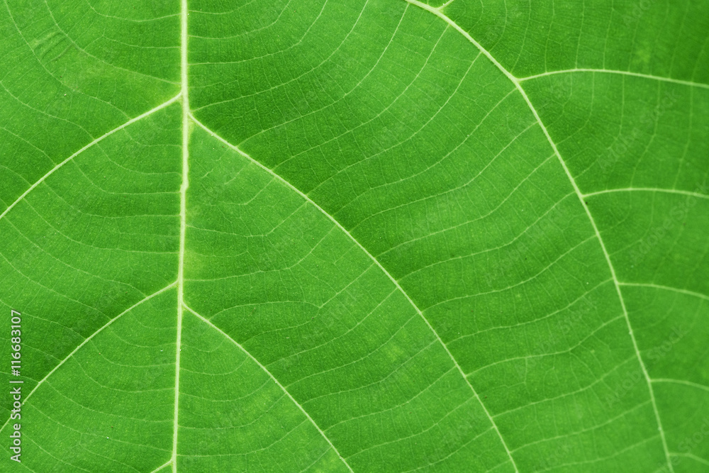 Surface of green leaf with veins Surface of green leaf with veins