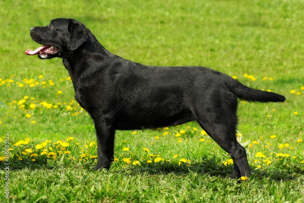Labrador Retriever standing in the show position Labrador Retriever standing in the show position