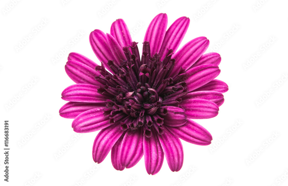 Osteosperumum Flower Daisy Isolated