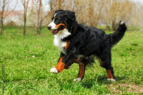 happy Beautiful Bernese mountain dog runs are fun