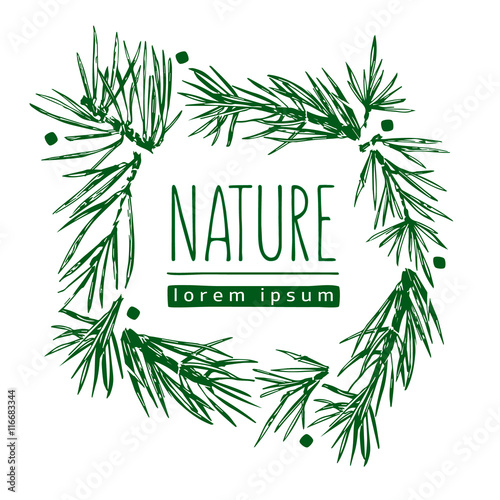Botanical illustration with pine branches, pine tree