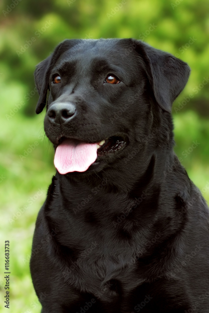 happy dog Labrador Retriever