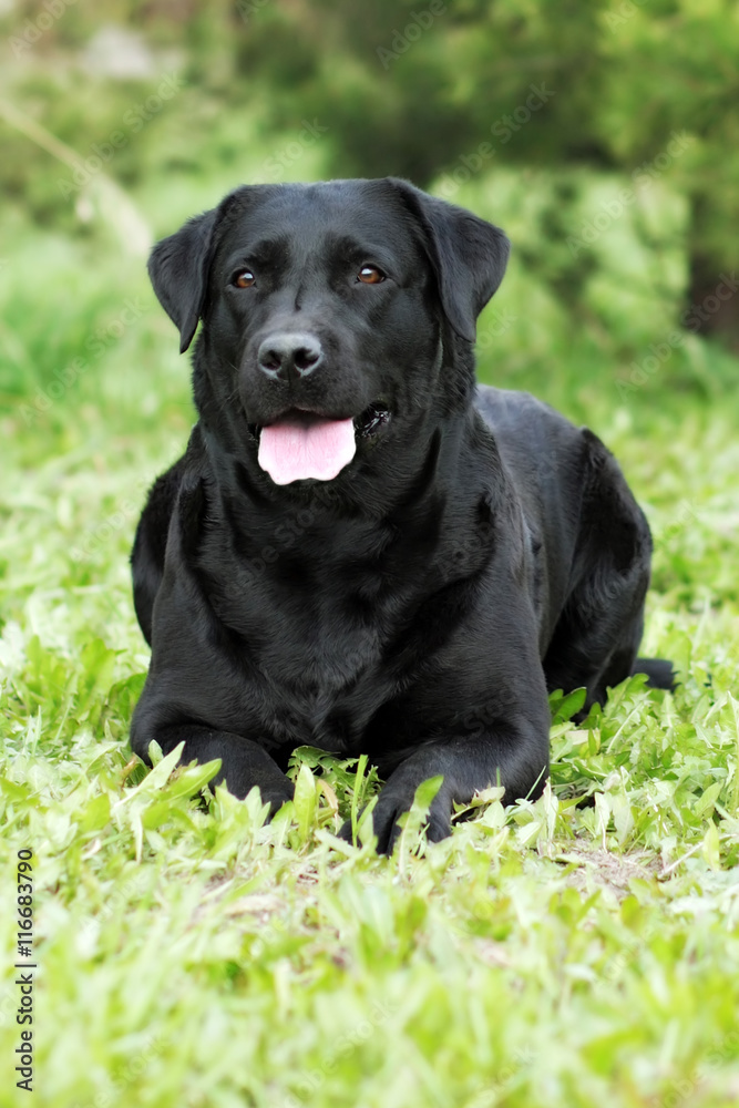 happy family dog, the Labrador Retriever is lying in the summer happy family dog, the Labrador Retriever is lying in the summer