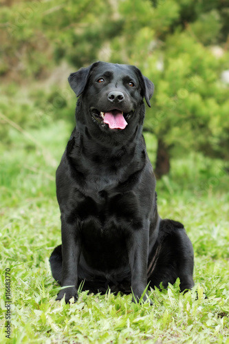 happy family dog the Labrador Retriever sits in the summer on th