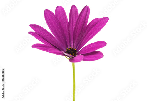 Fototapeta Naklejka Na Ścianę i Meble -  Osteosperumum Flower Daisy Isolated