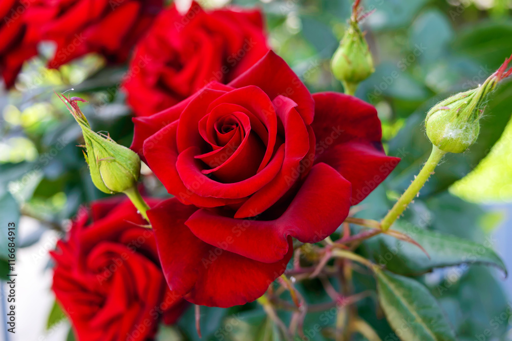 Naklejka premium Duży krzak czerwone róże na tle natura.