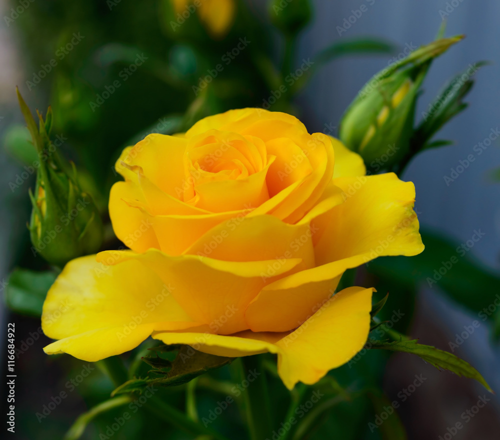 Bright yellow roses on the background of nature Bright yellow roses on the background of nature