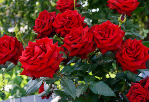 Large bush of red roses on a background of nature.