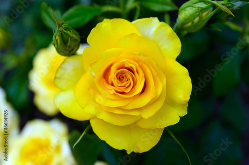 Bright yellow roses on the background of nature