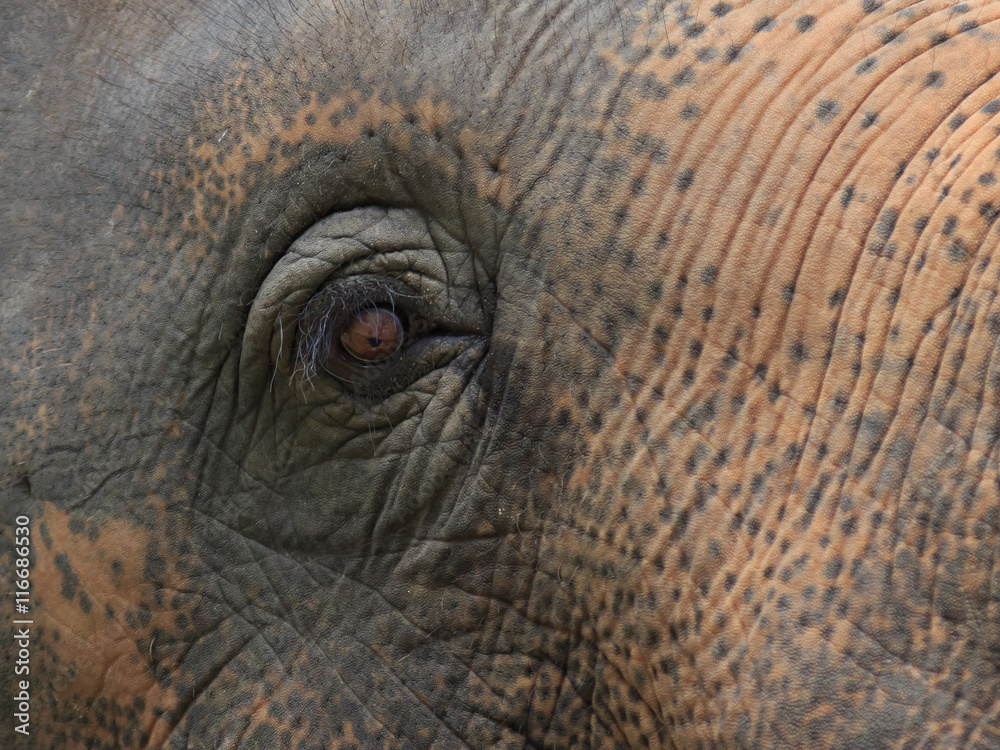 elephant eye elephant eye