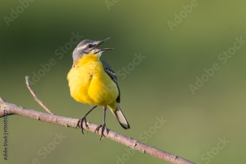 Birds - Yellow Wagtail (Motacilla flava) photo