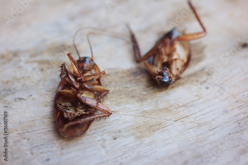 cockroaches © oilslo