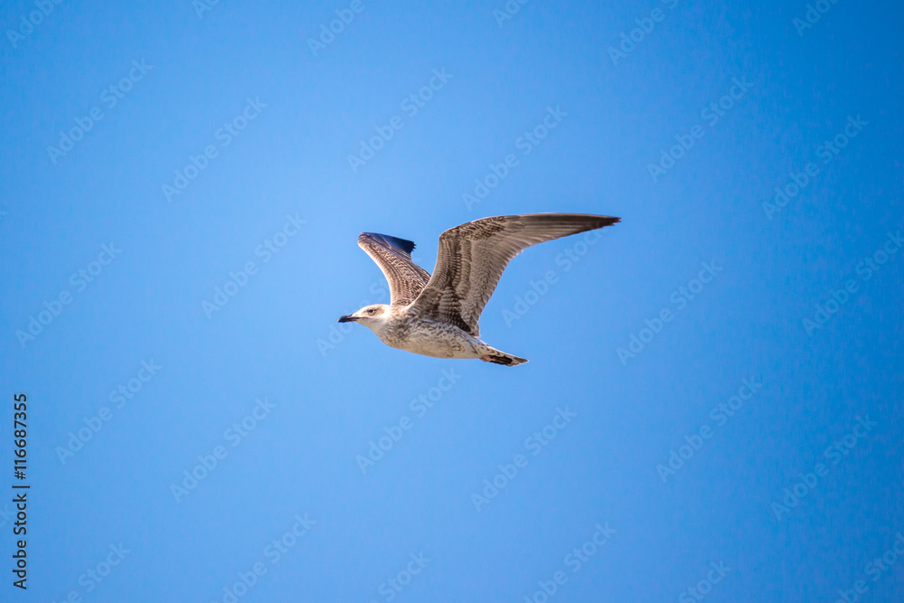 Seagull flying in the clear blue sky with open wings