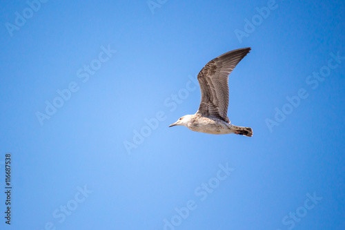 Seagull flying in the clear blue sky with open wings