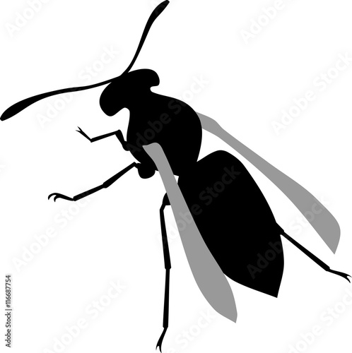 Silhouette of wasp