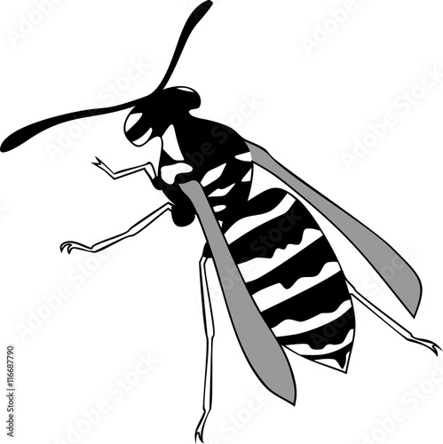 Wasp