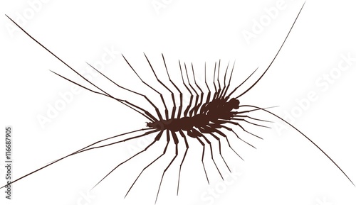 Silhouette of house centipede (Scutigera coleoptrata) photo