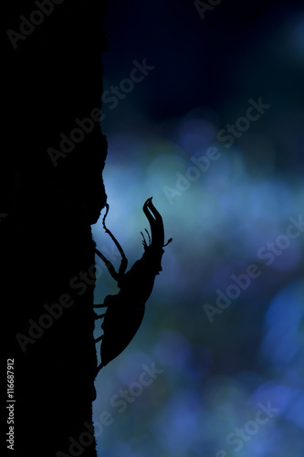 Stag beetle in night