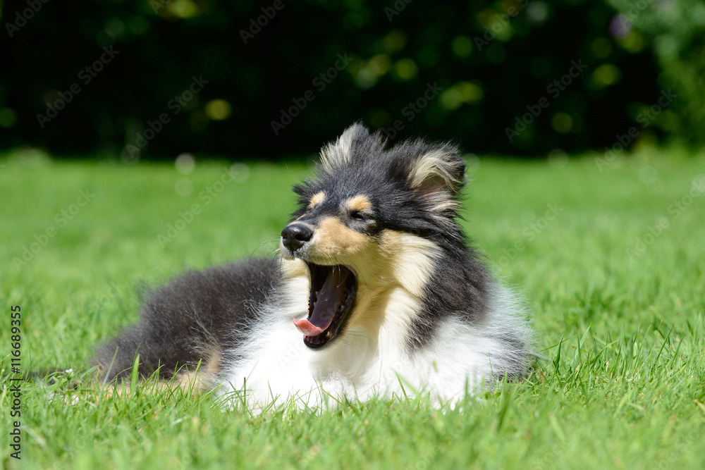 british collie, puppy lying and yawning on meadow british collie, puppy lying and yawning on meadow