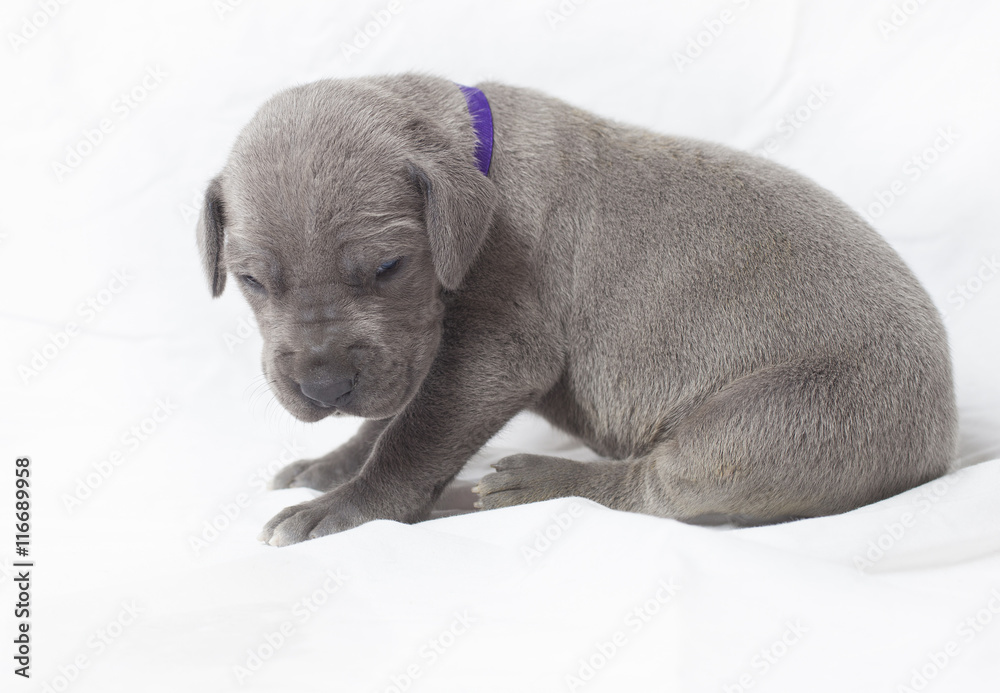 Obraz premium Solo puppy