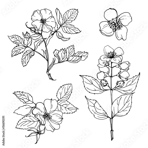 Set of flowers painted line on a white background. Vector Sketch. Flowers on a branch of wild rose. Jasmine. Briar