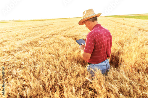 Senior farmer standing in a wheat field with a tablet and examining crop. © Zoran Zeremski