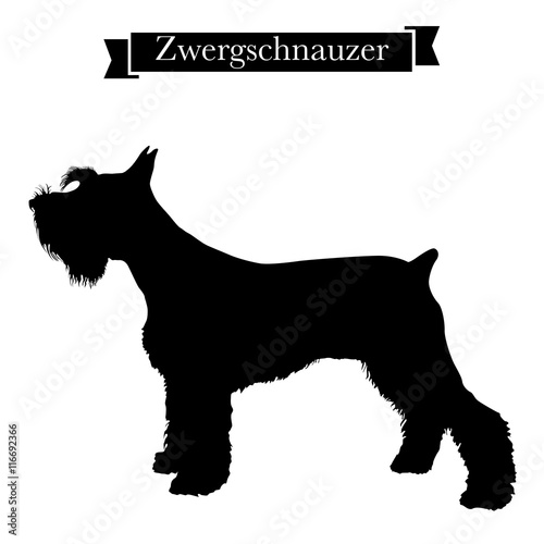 Dog breeds - Purebred zwergschnauzer or miniature schnauzer dog. Vector Illustration