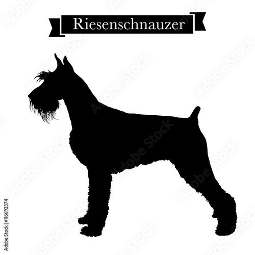 Dog breeds - Purebred riesenschnauzer or giant schnauzer dog. Vector Illustration