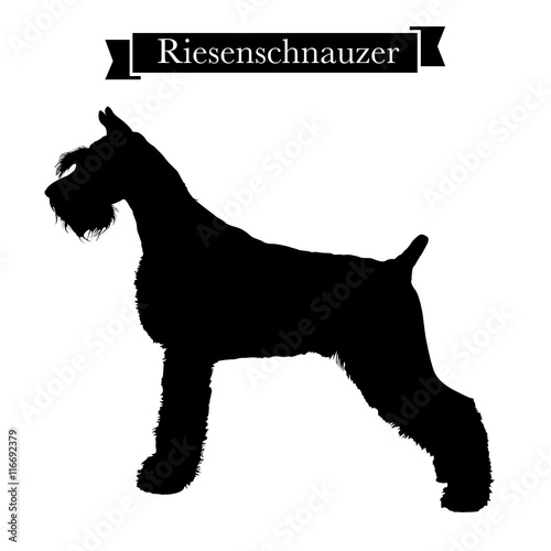 Dog breeds - Purebred riesenschnauzer or giant schnauzer dog. Vector Illustration