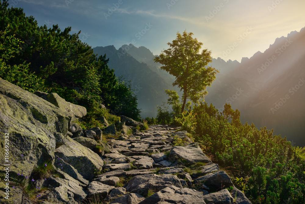 Tree and mountain path on a sunny morning