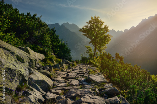Obraz na płótnie Tree and mountain path on a sunny morning w salonie