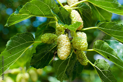 white mulberry on the branch, sweet, juicy, ripe, light bokeh