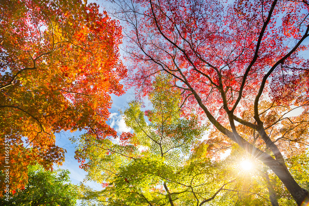 The warm autumn sun shining through colorful treetops, with beautiful bright blue sky. The warm autumn sun shining through colorful treetops, with beautiful bright blue sky.