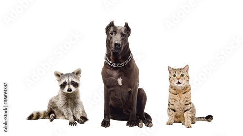 Dog, cat and raccoon sitting together