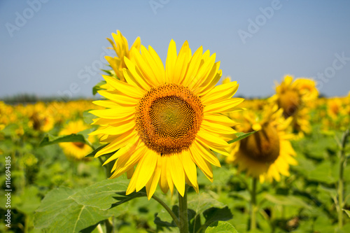 Field of sunflowers on a background blue summer sky