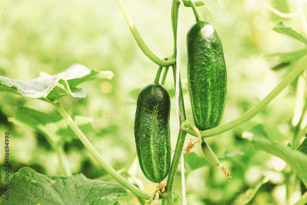 Obraz premium The green cucumber.